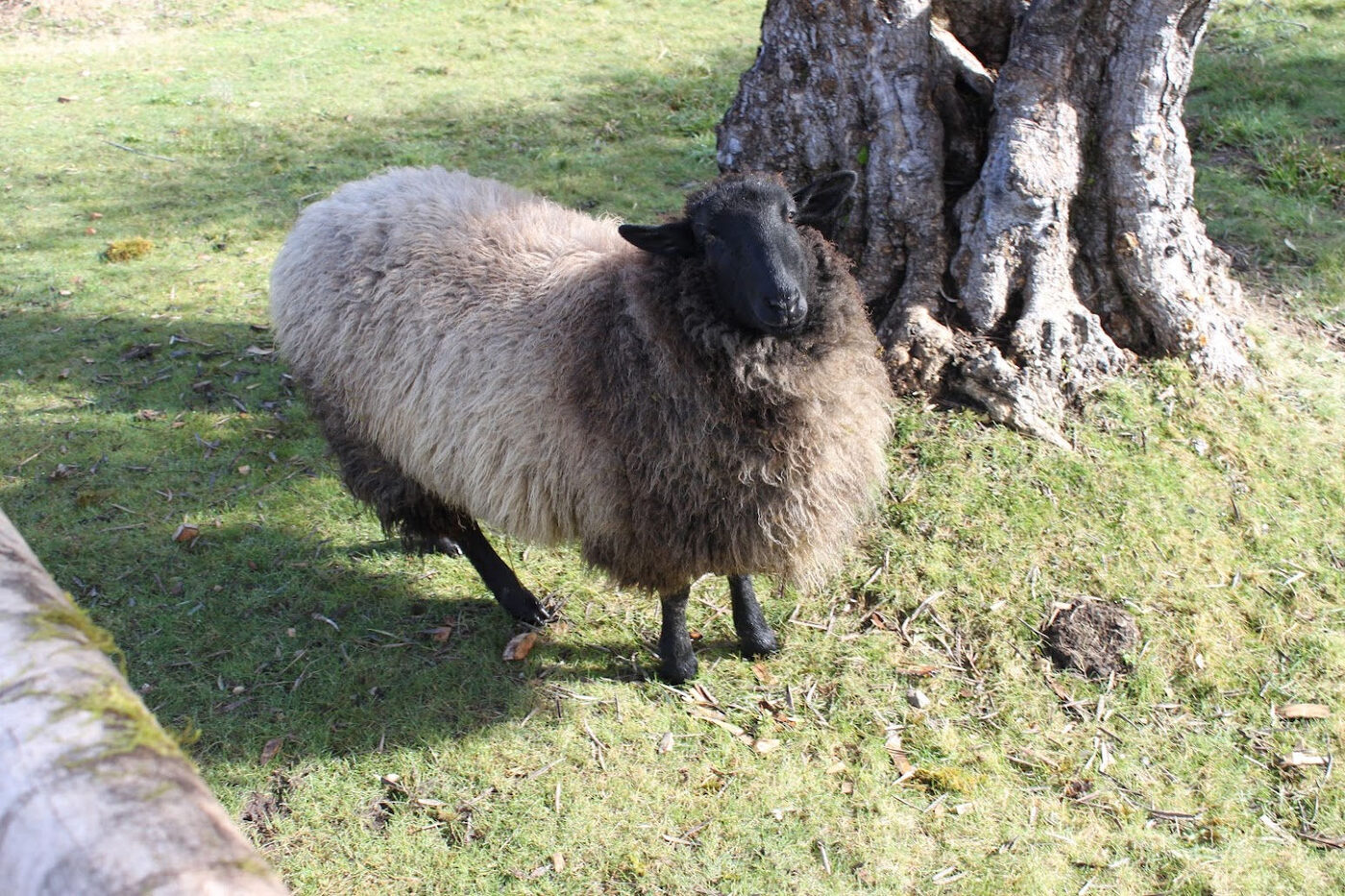 A sheep with a black face and black legs in a thick tan coat, standing on grass in front of a gnarled tree trunk and looking at the camera.