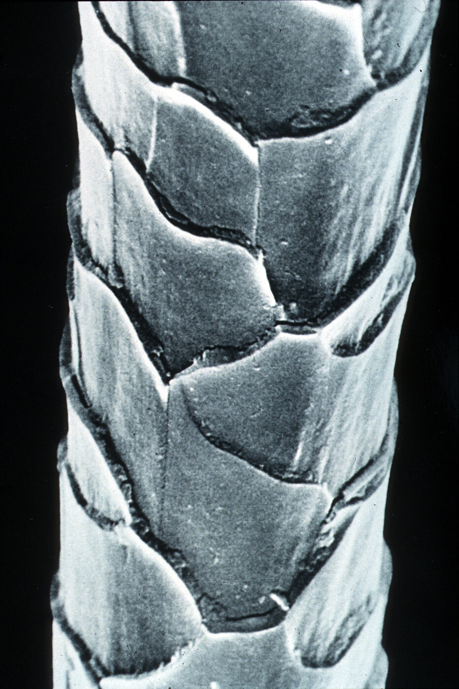 Black and white electron microscope image of a single wool fiber, its surface covered in overlapping scales like roof shingles.